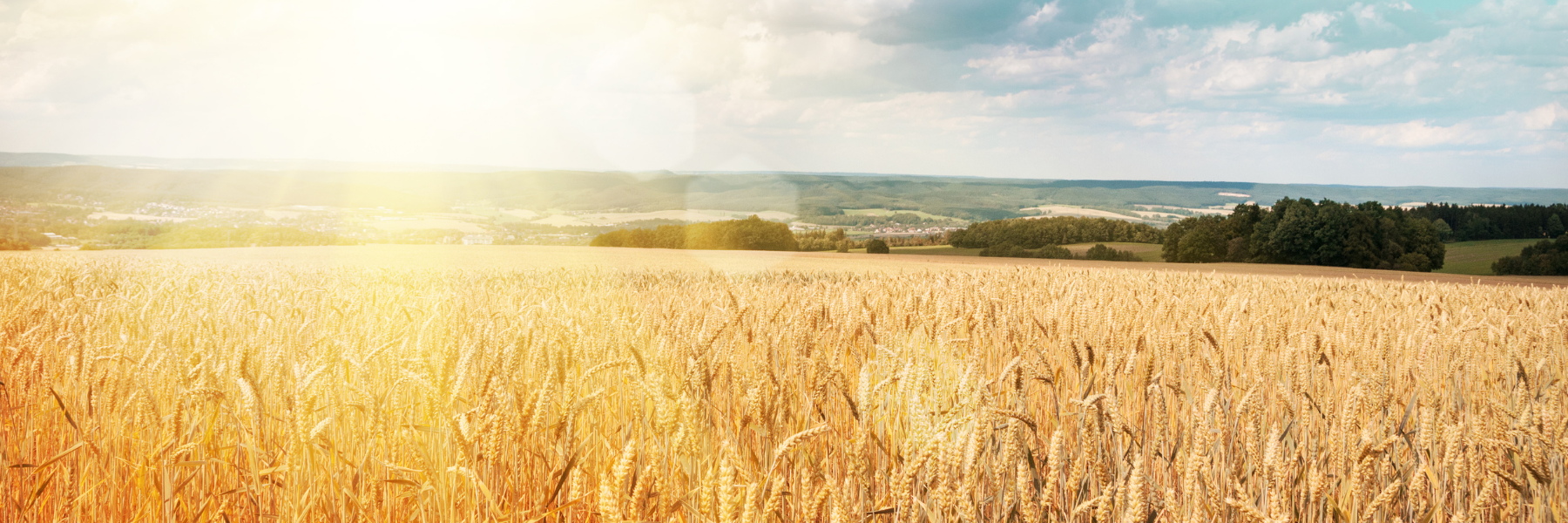 The Lord of the Harvest