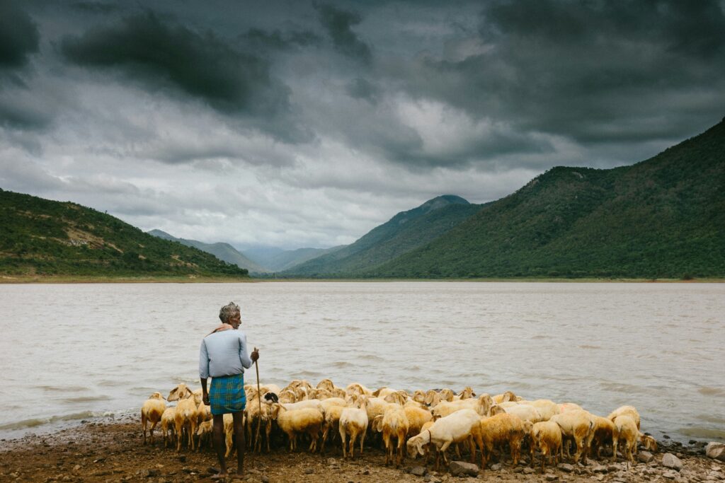 Who’s Your Shepherd?